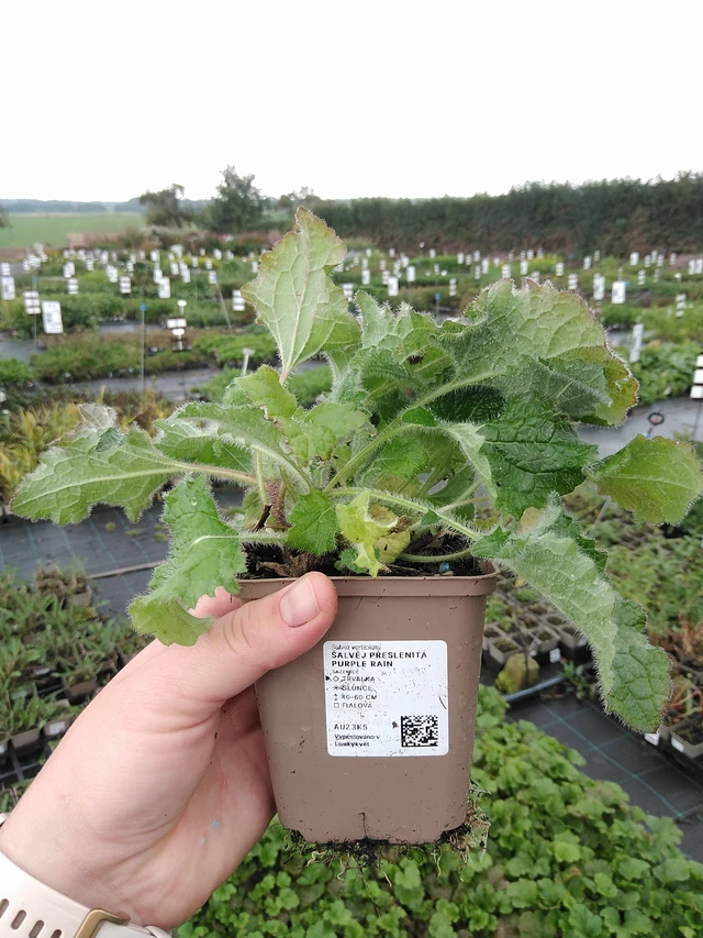 Salvia verticillata Purple Rain - 8. 10. 2025