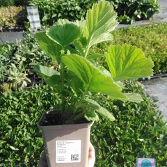 Plántula