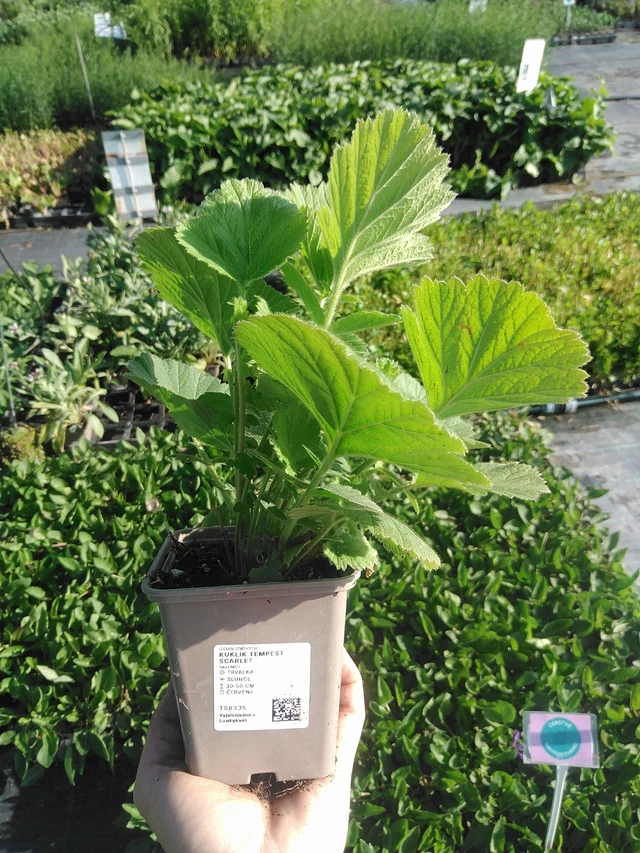 Geum Tempest Scarlet - 22. 7. 2026