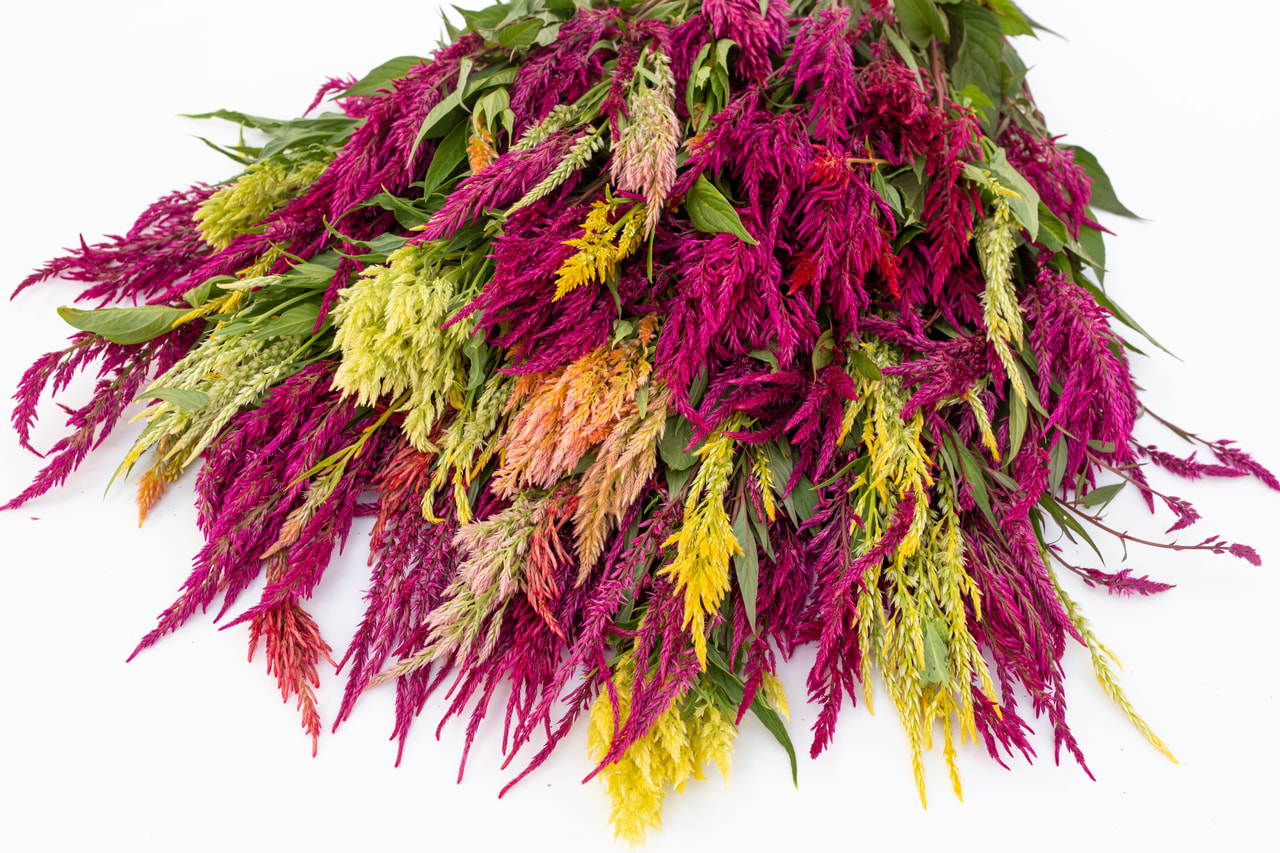 Kukonharja Pampas Plume, Loukykvět