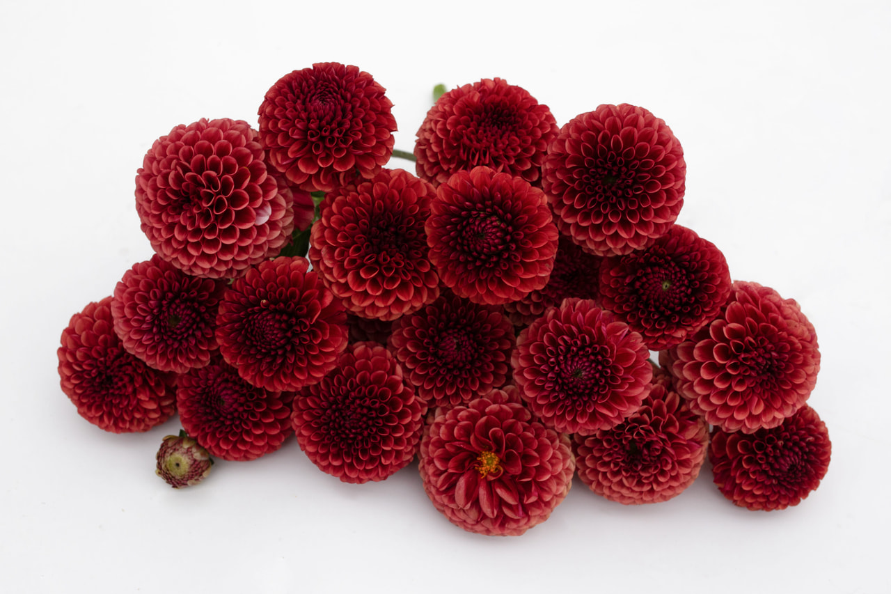 Daalia Copper Boy, Loukykvět