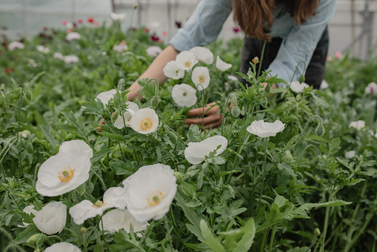 Kornvalmue Bridal Silk, Loukykvět