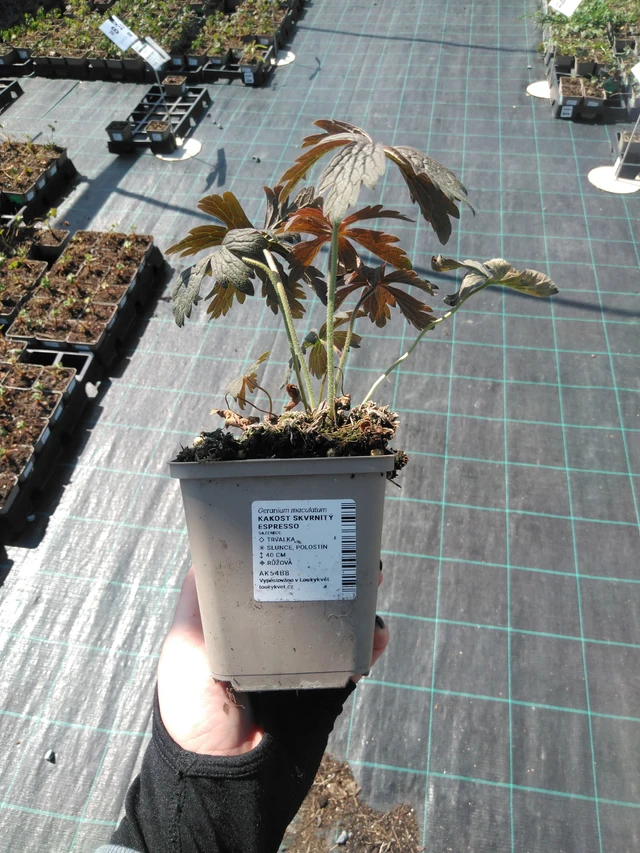 Täpläkurjenpolvi Espresso - 13. 5. 2025