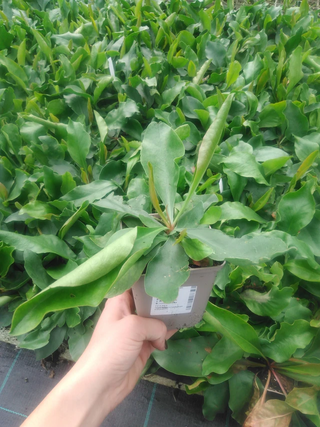 Hopeaikiviuhko - 2024