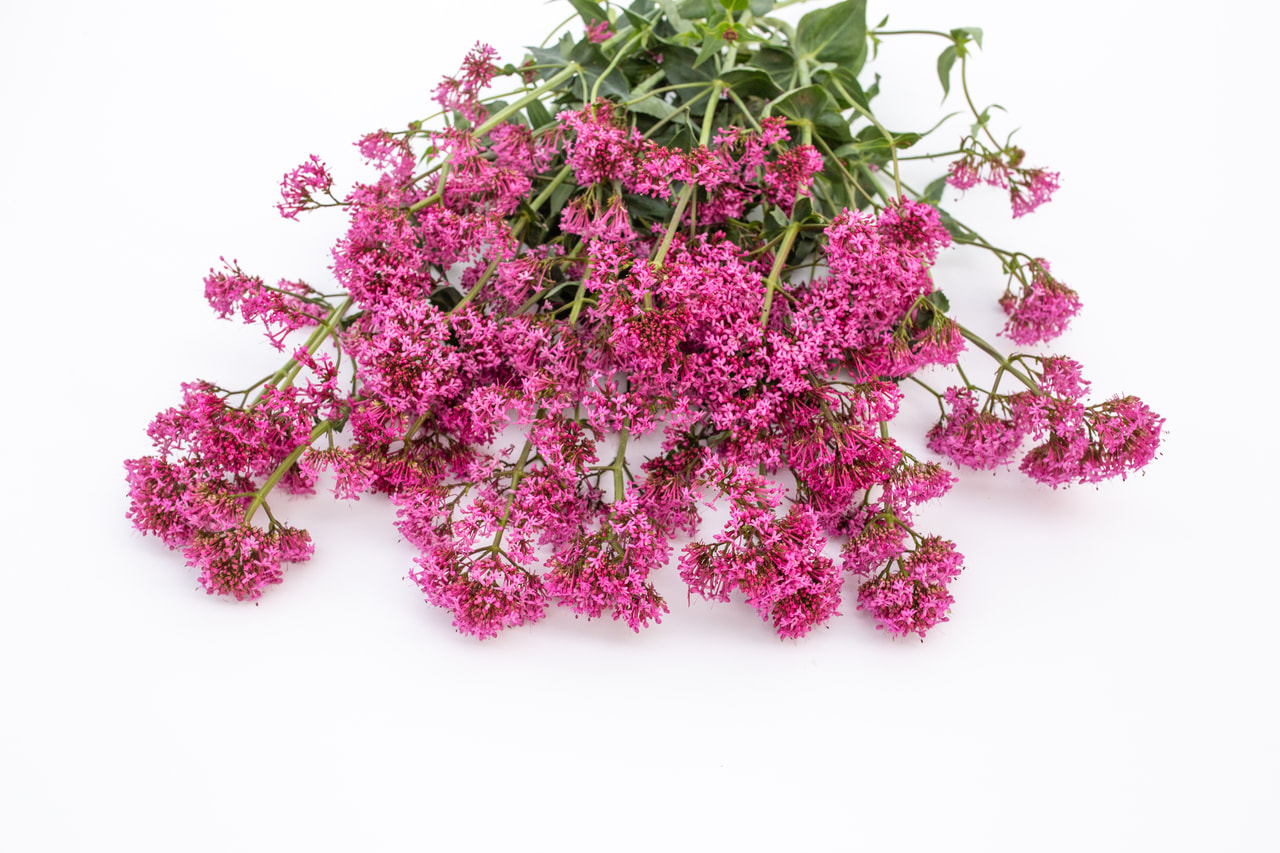 Komeapunikki Rosato Rose Pink, Loukykvět