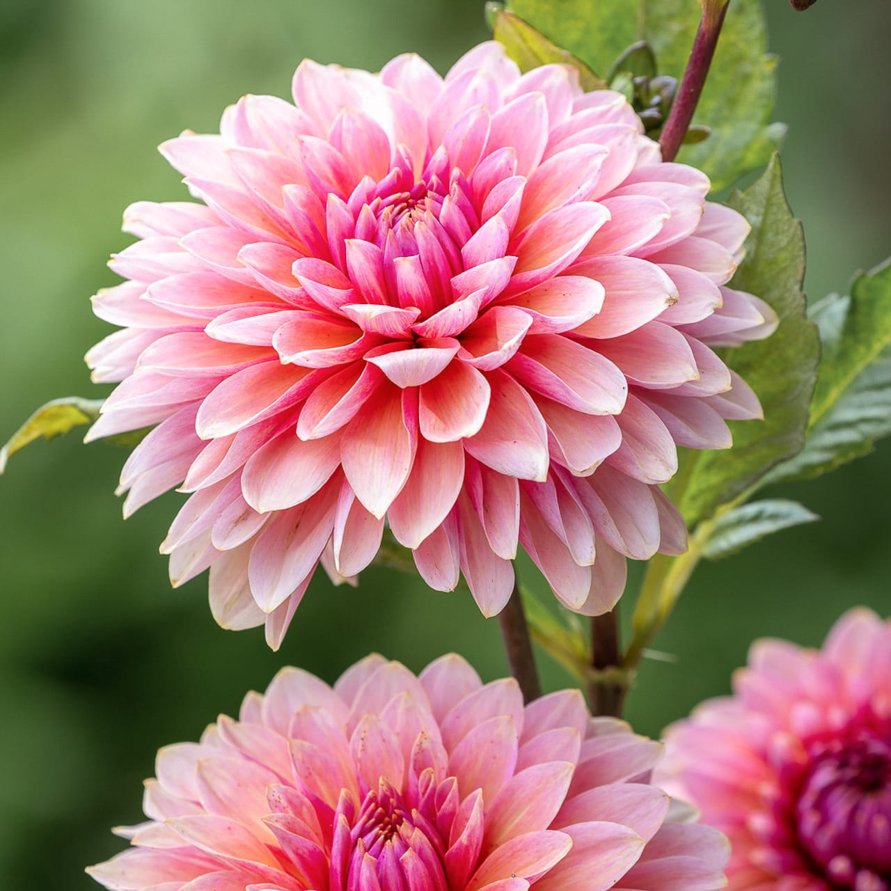 Daalia Sweet Sanne, Loukykvět