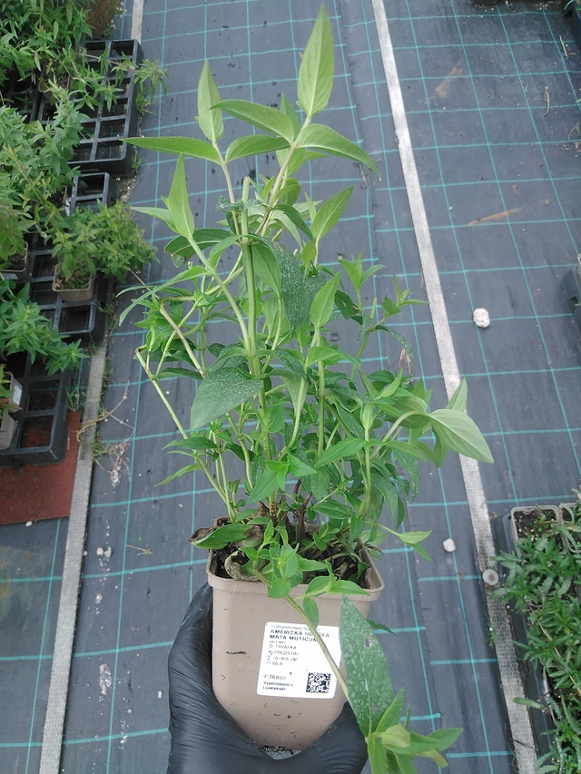 Vuoriminttu Muticum - 4. 8. 2025