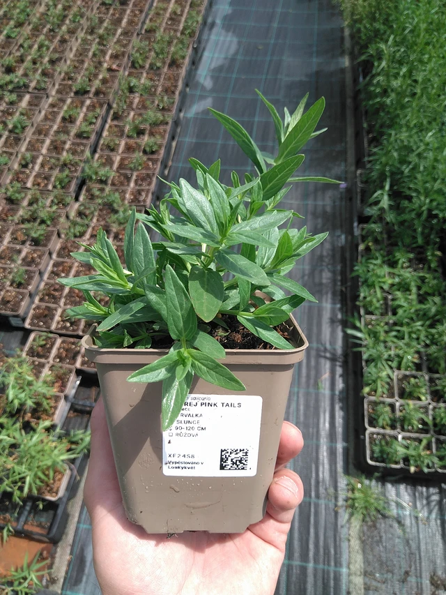 Rantakukka Pink Tails - 27. 6. 2025