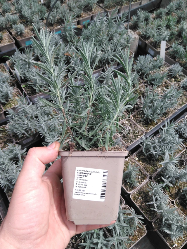 Levandule Hidcote - 2024