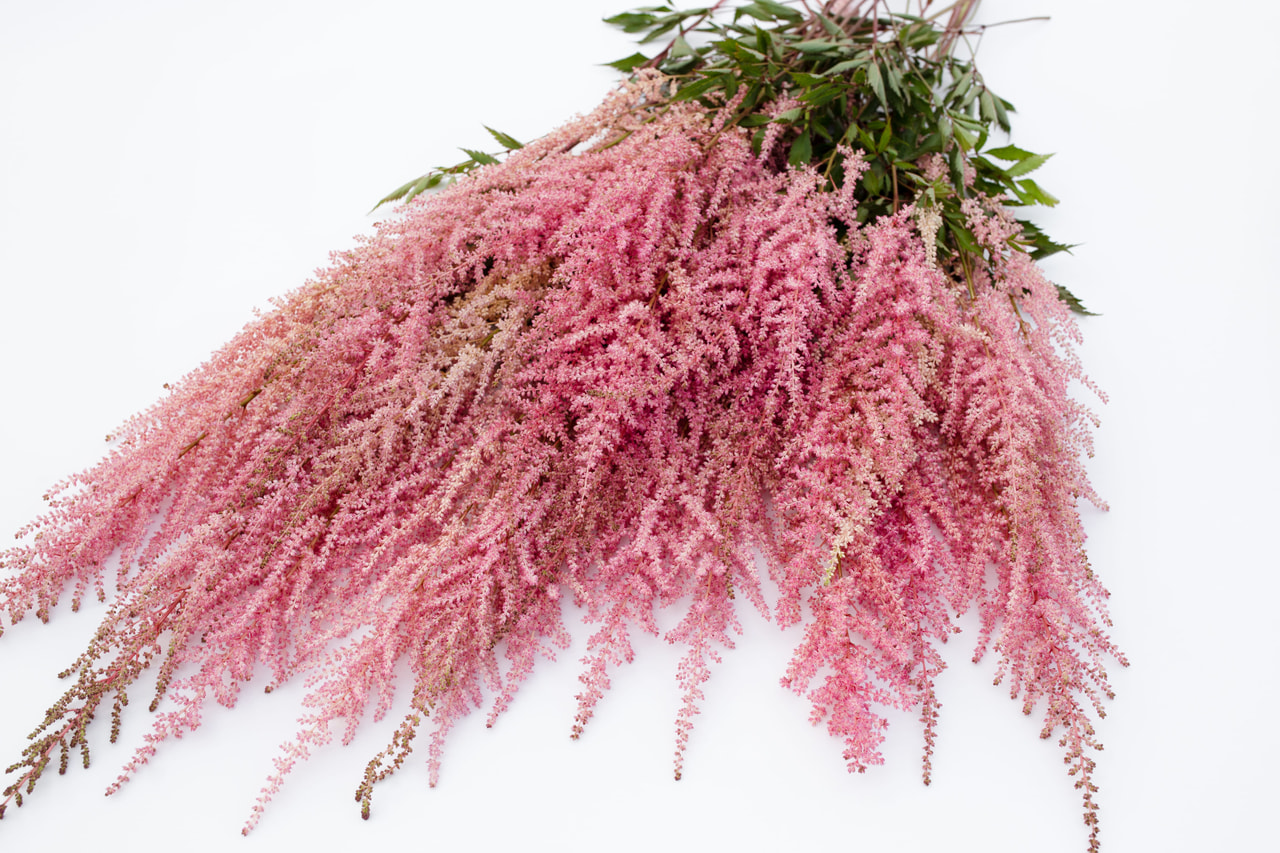 Jaloangervo Cattleya, Loukykvět