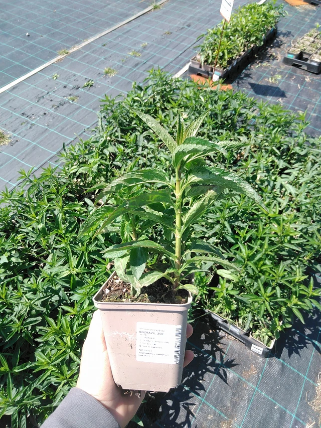 Tädyke Zöe - 13. 5. 2025