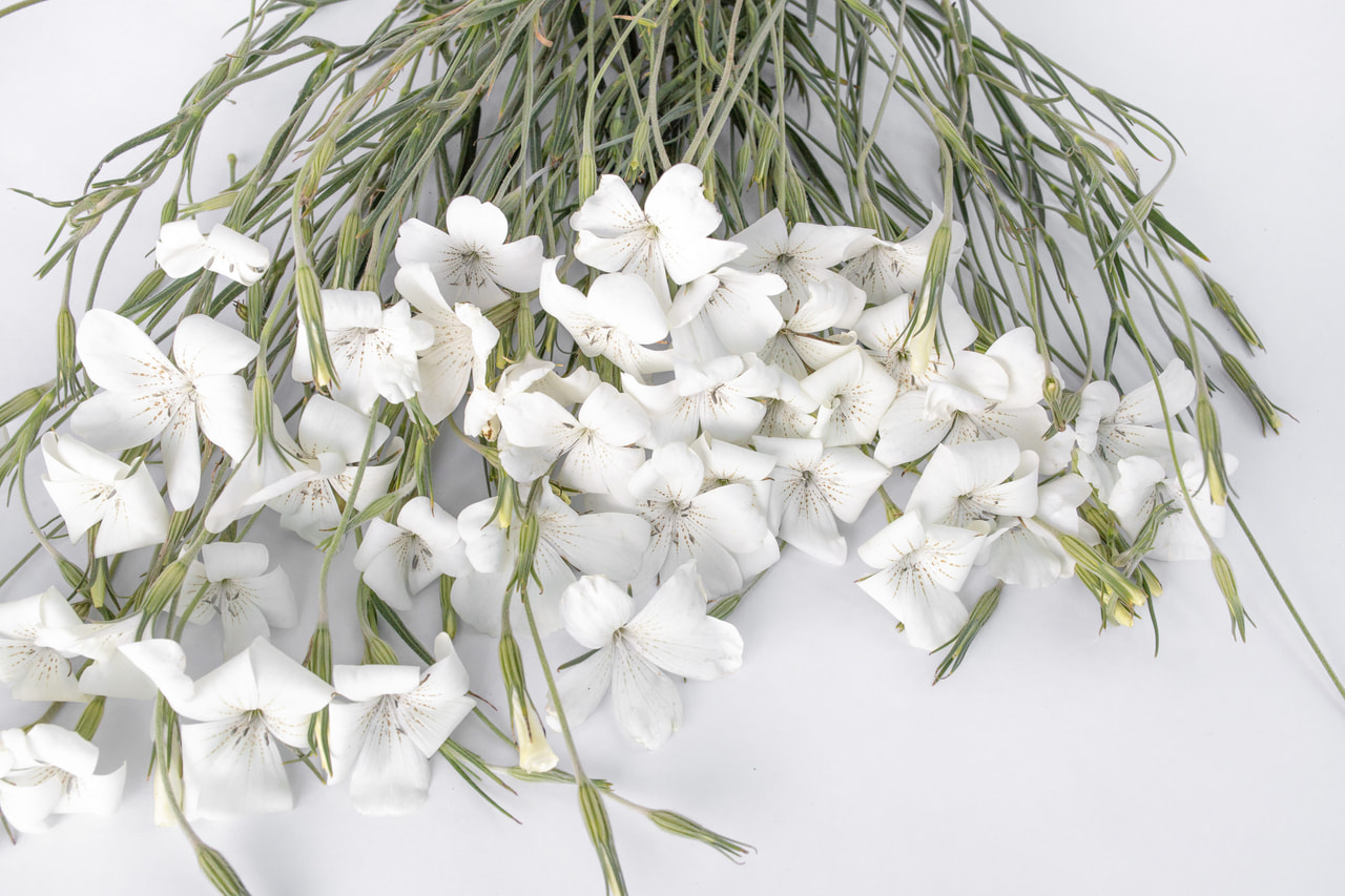 Corncockle Ocean Pearls, Loukykvět