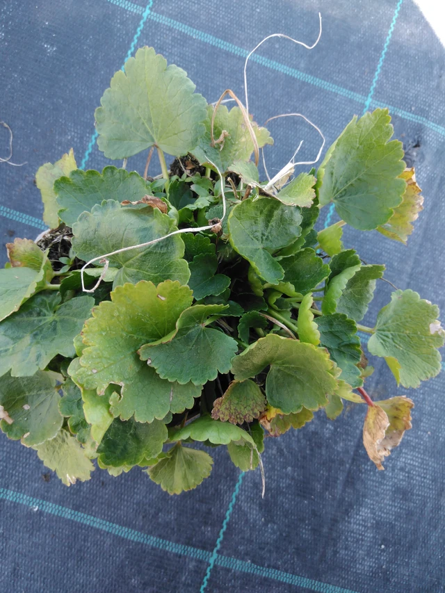 Sidalcea Brilliant - 3. 4. 2025