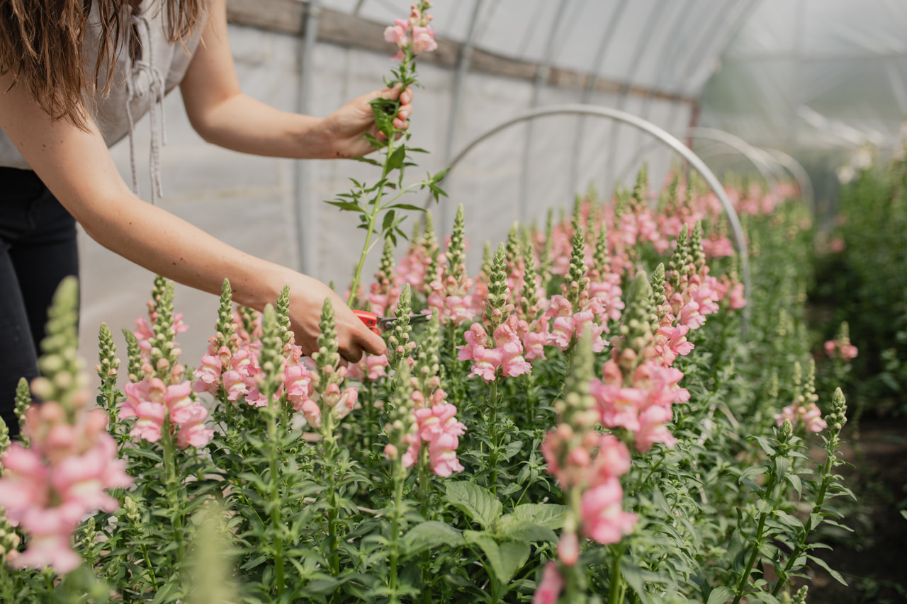 Leijonankita Costa Light Rose, Loukykvět