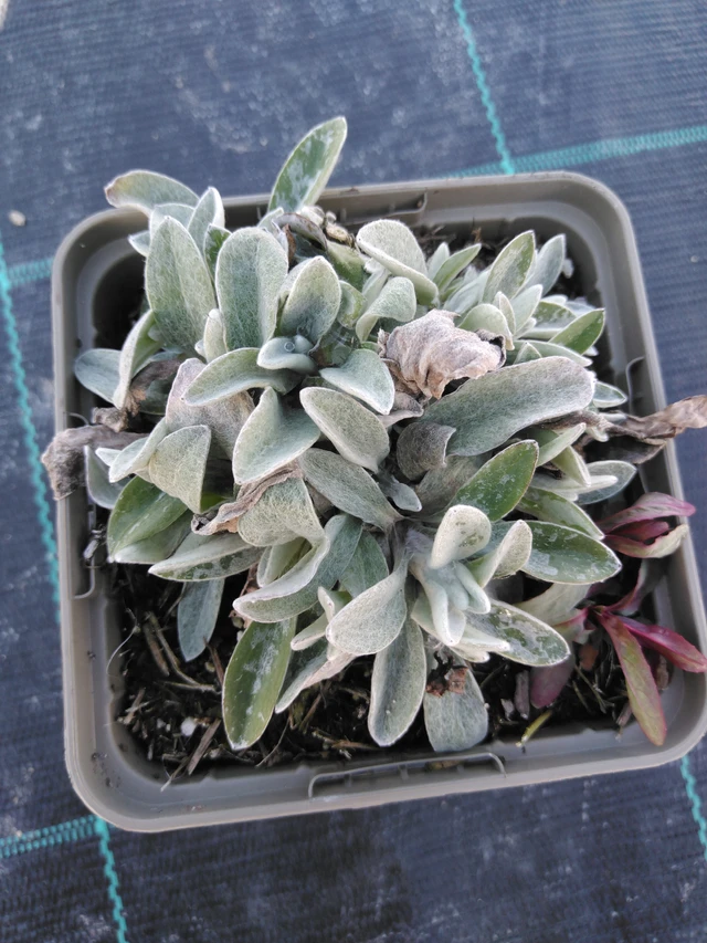 Nukkajäkkärä Silver Wave - 3. 4. 2025