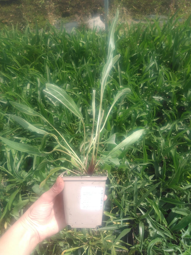 Punahattu Hula Dancer - 2024