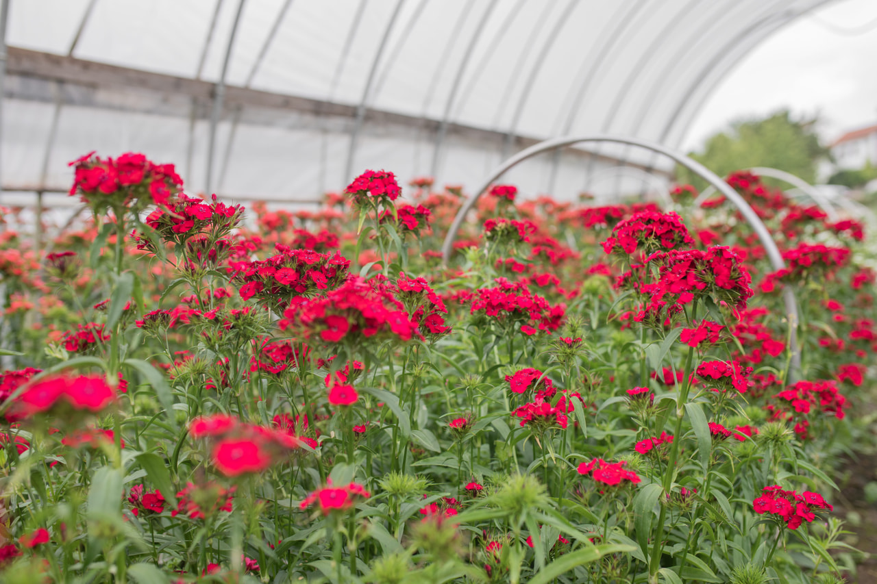 Clavel del poeta Sweet Cherry, Loukykvět