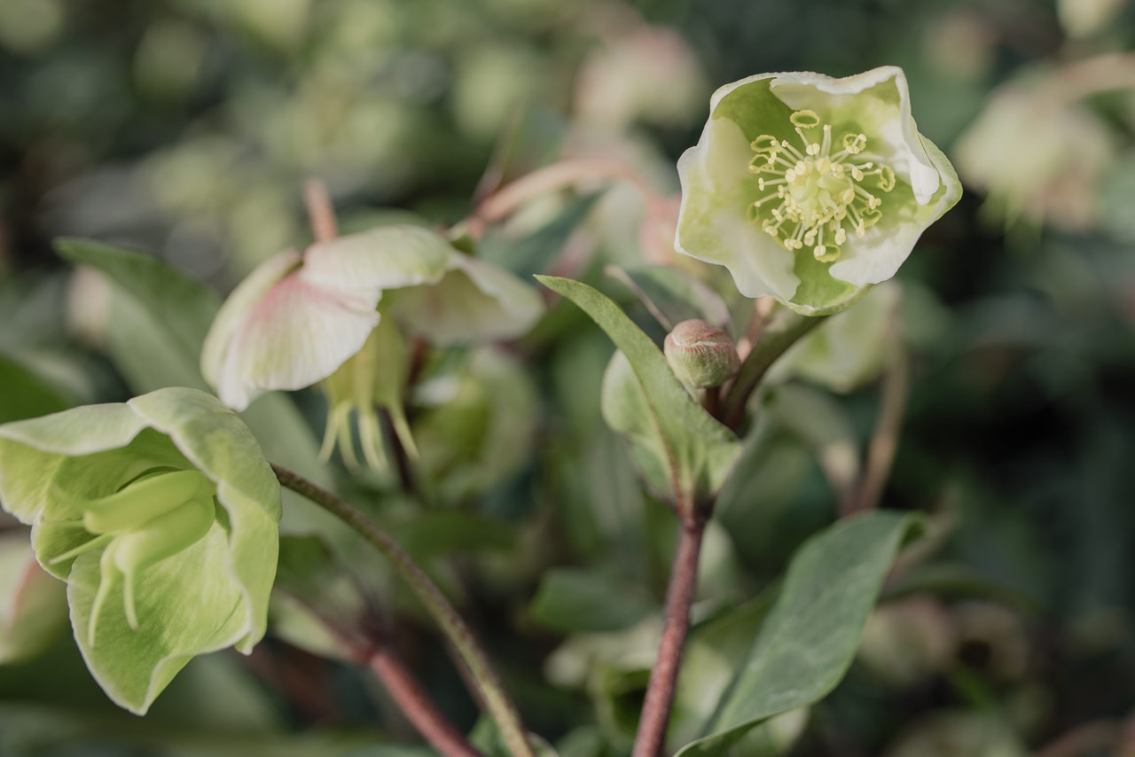 Jouluruusu Magnificent Bells, Loukykvět
