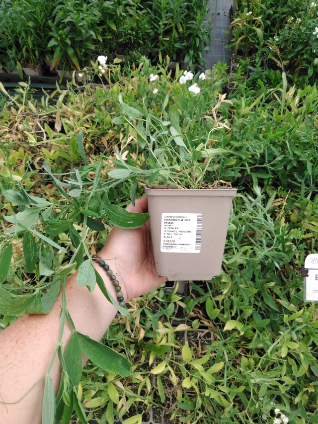 Tuoksuherne White Pearl - 2024