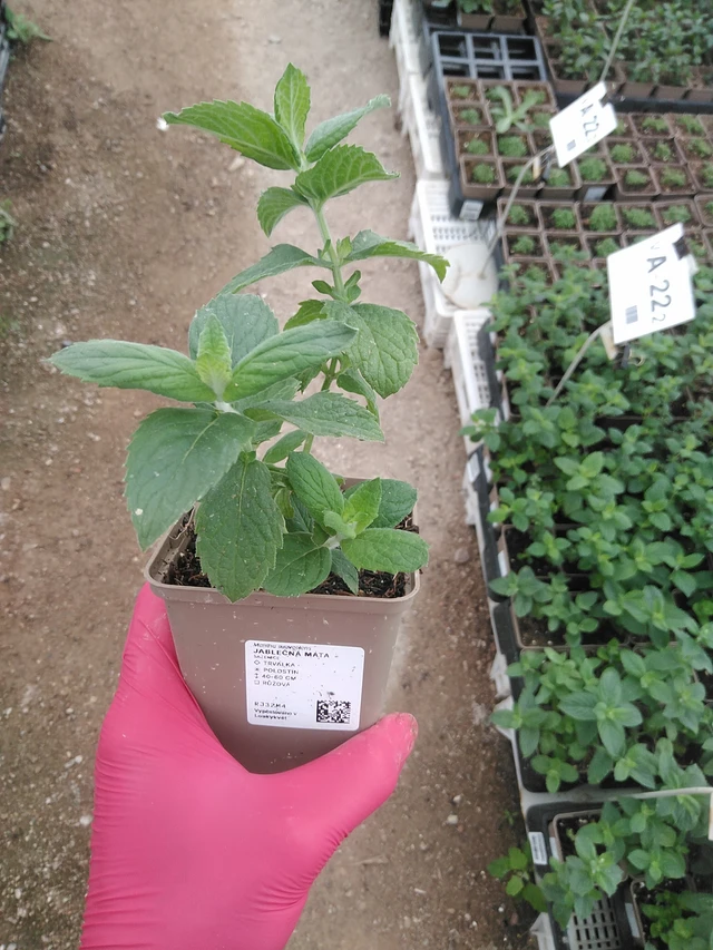 Omenaminttu - 29. 7. 2025