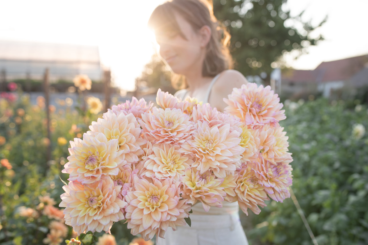 Daalia Mondriaan, Loukykvět