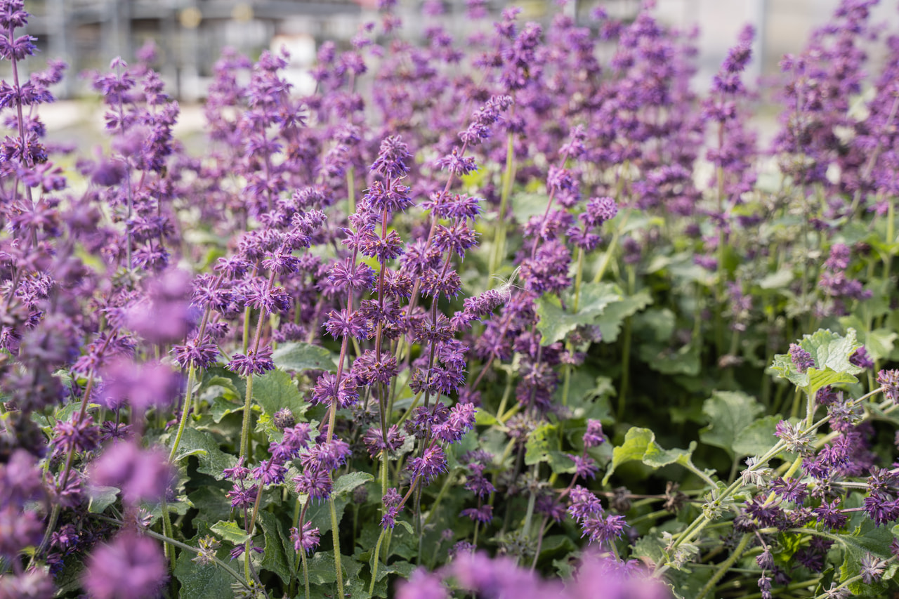 Salvia verticillata Purple Rain, Loukykvět