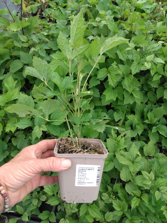 Kärhö Mrs R. Brydon - 2024