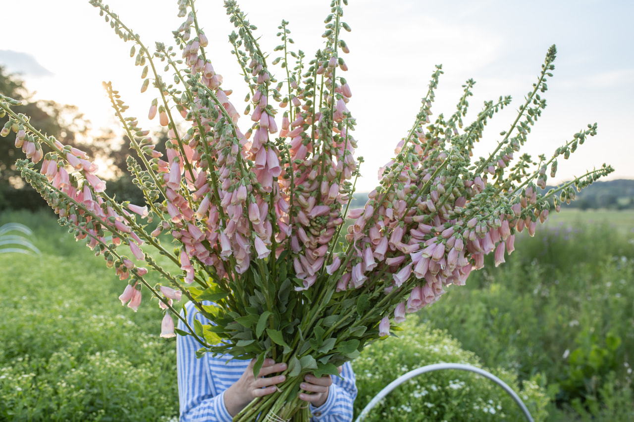 Sormustinkukka Dalmatian Peach, Loukykvět