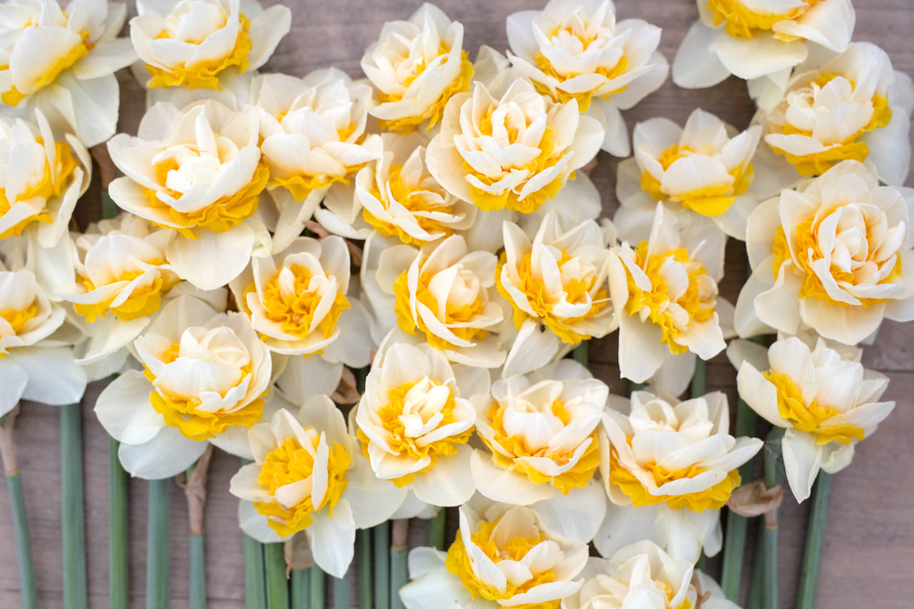 Narsissi Double Dee, Loukykvět