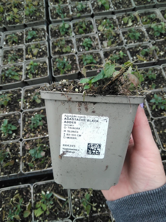 Jätti-iiso Black Adder - 9. 6. 2025