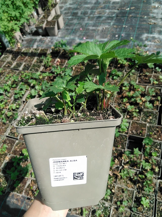 Tähtiputki Alba - 13. 5. 2025