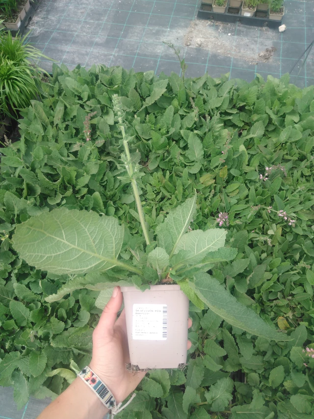 Salvia pratensis Rose Rhapsody - 2024