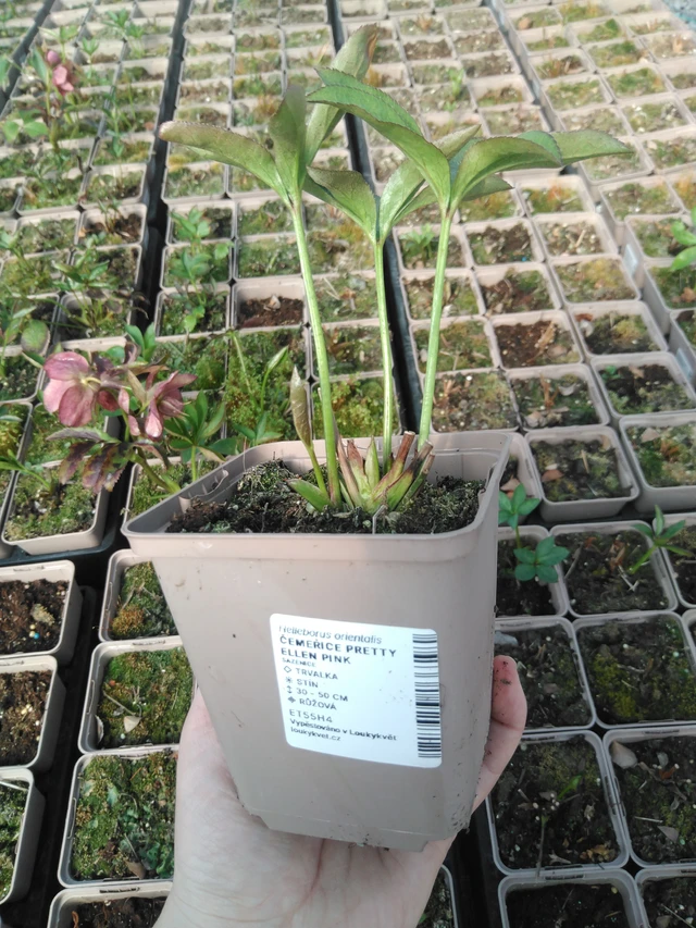 Jouluruusu Pretty Ellen Pink - 3. 4. 2025