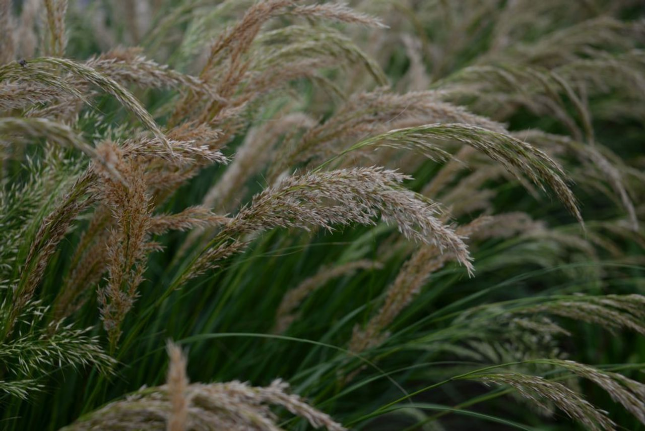 Fjergræs Allgäu, Loukykvět