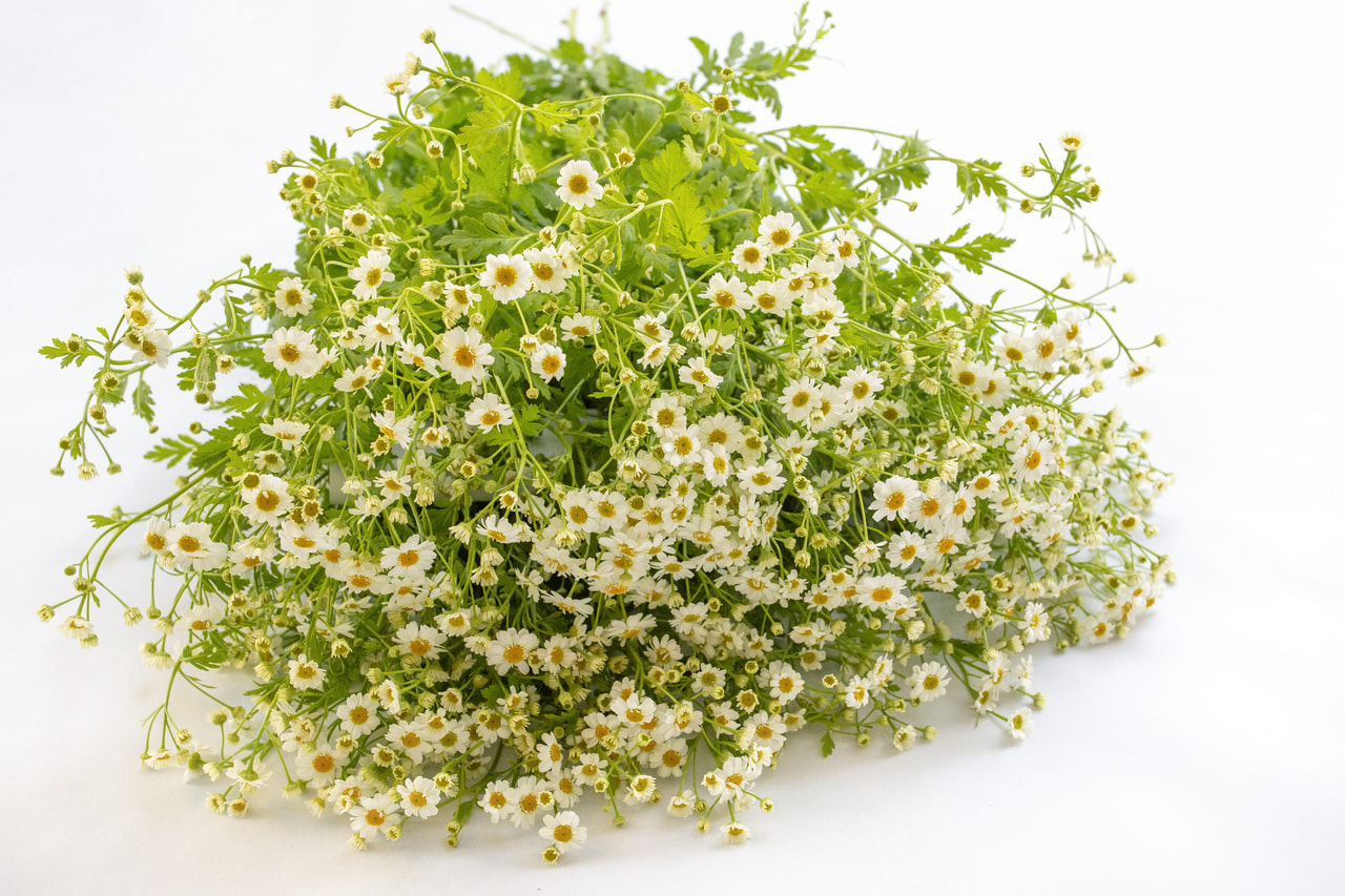 Reunuspietaryrtti Campagne, Loukykvět