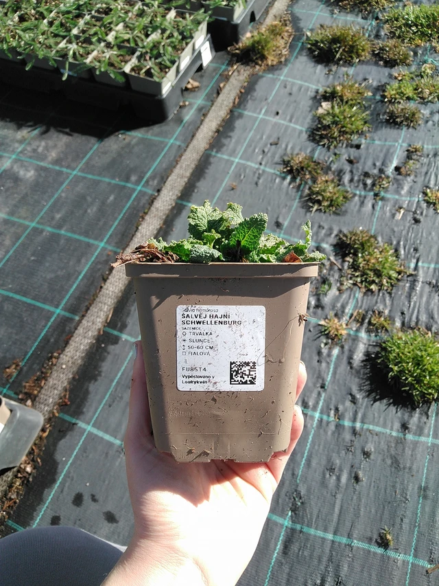 Lehtosalvia Schwellenburg - 7. 4. 2026