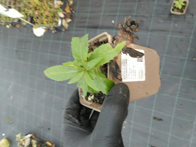 Tädykearvio Lavendelturm - 31. 10. 2025