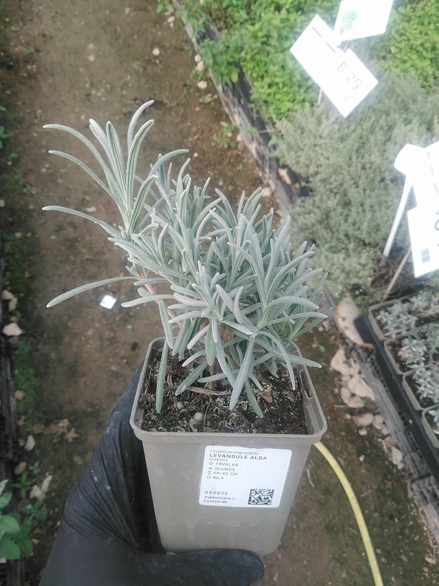 Levandule Alba - 10. 9. 2025