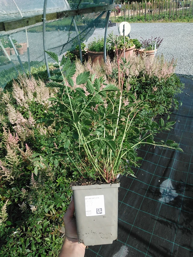 Astilbe Cattleya - 13. 7. 2026