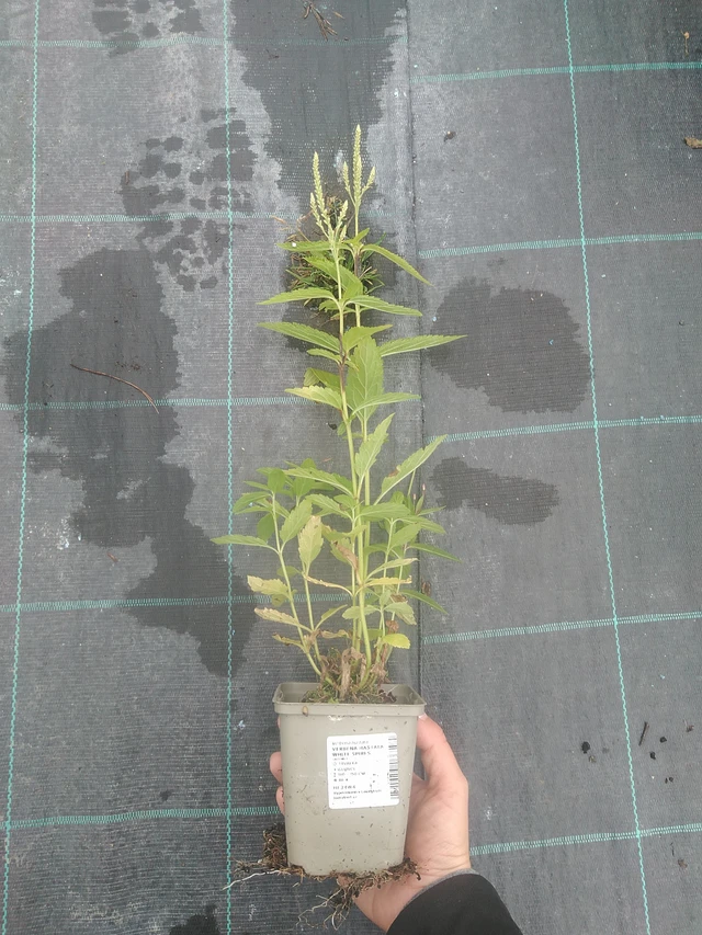 Verbena hastata White Spires - 10. 10. 2025