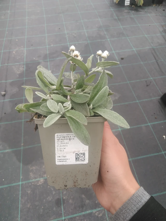 Anaphalis Silberregen - 10. 10. 2025