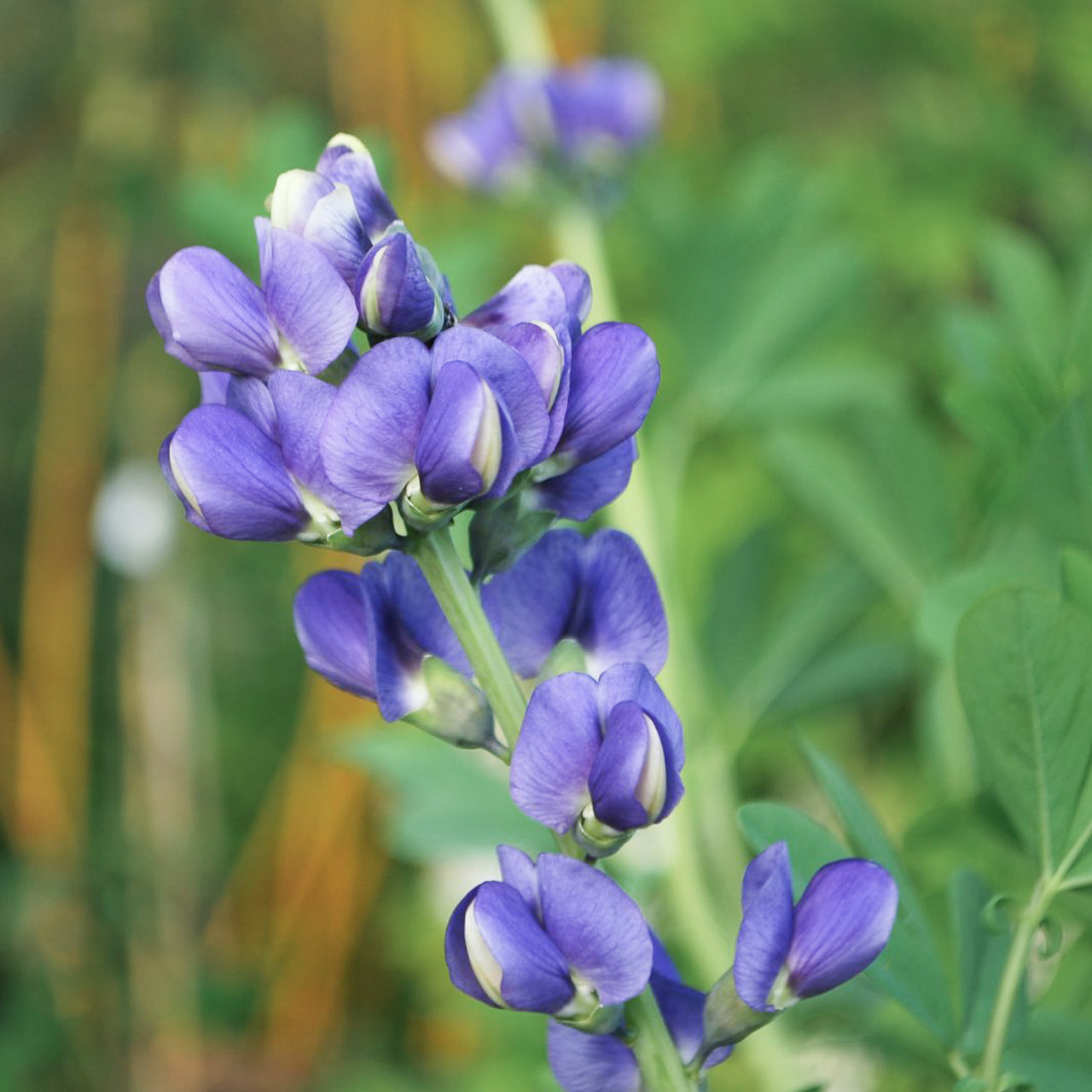 Baptisia australis, Loukykvět