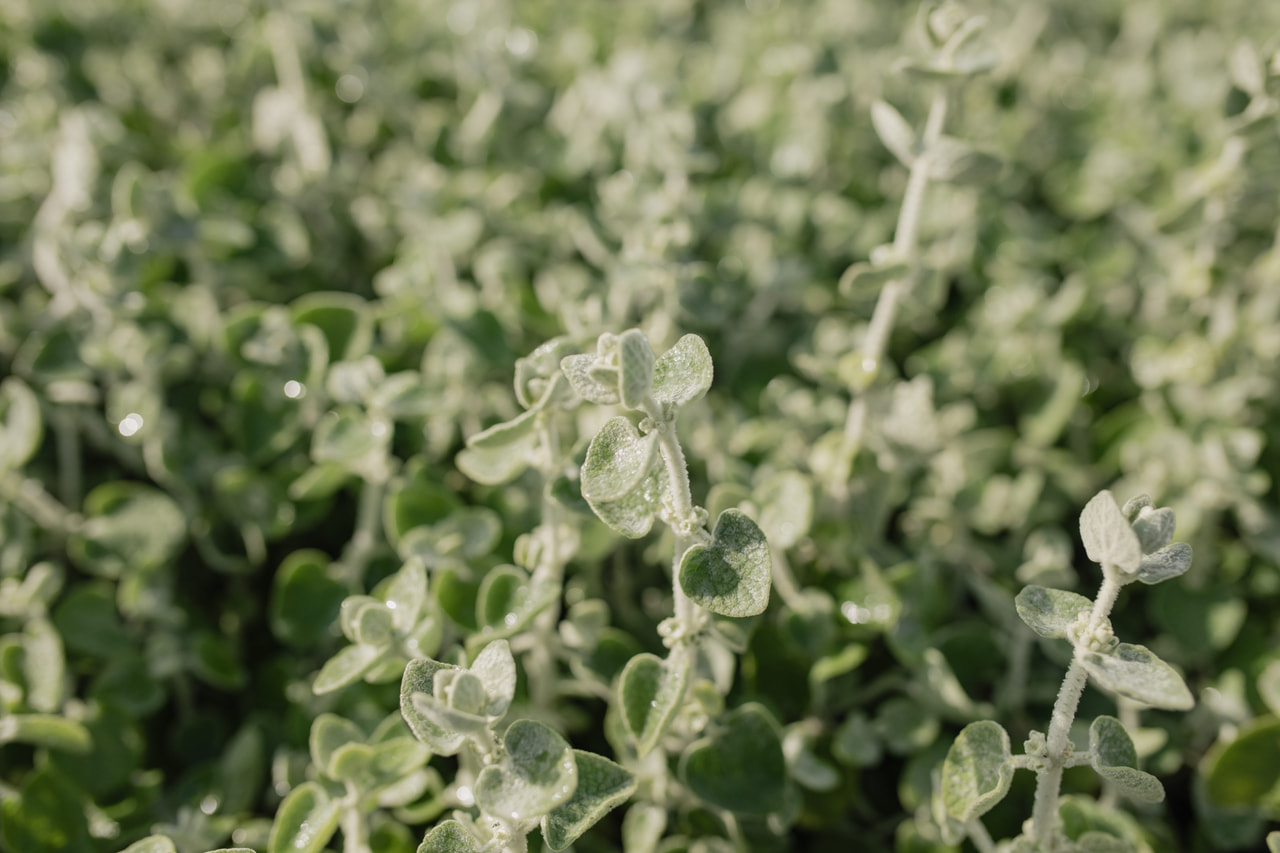 Vale-erakonyrtti, Loukykvět