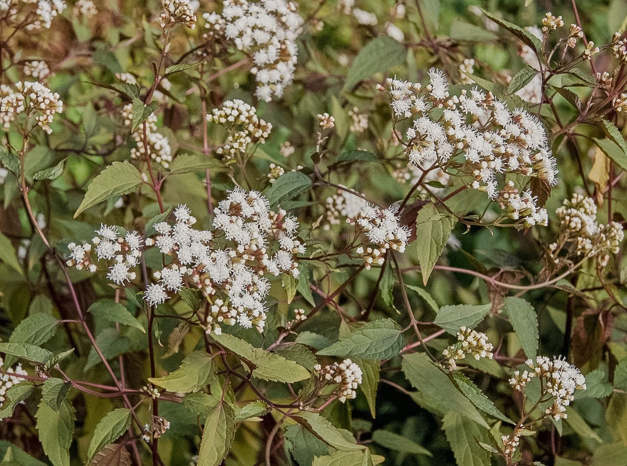 Punalatva Chocolate, Loukykvět