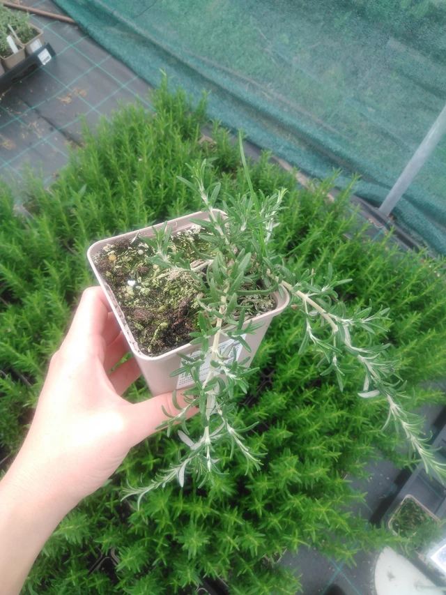 Rosmariini Blue Cascade - 2024