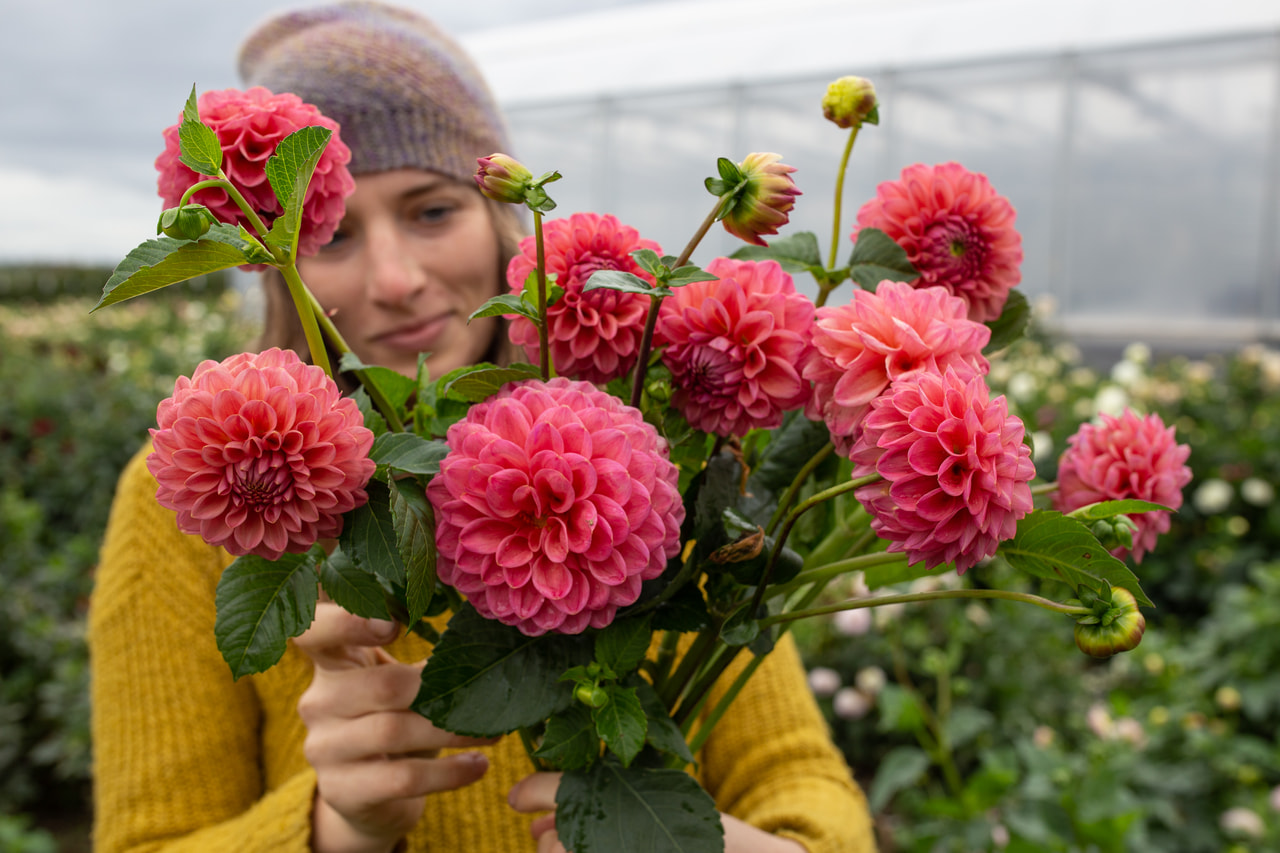 Dalia Dikara Superb, Loukykvět