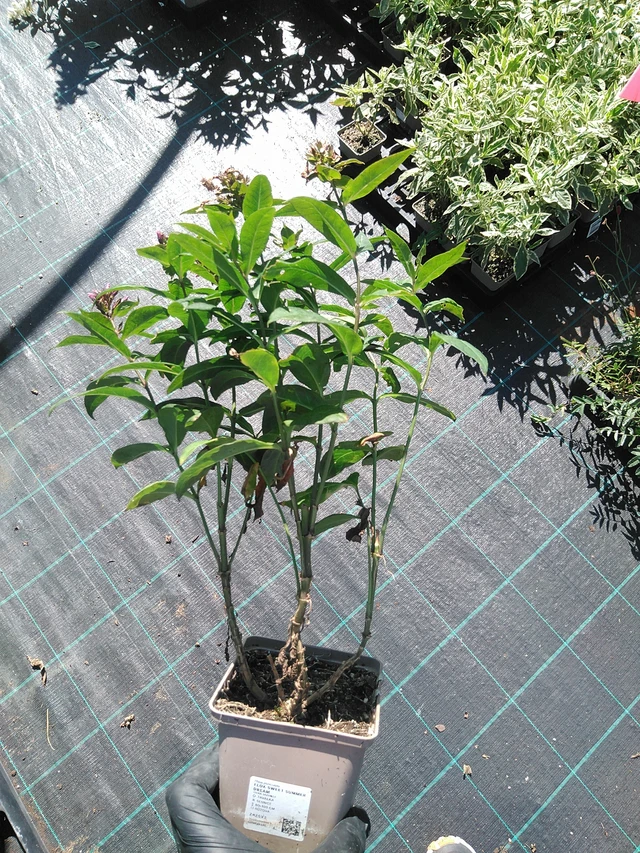 Syysleimu Sweet Summer Dream - 19. 8. 2025