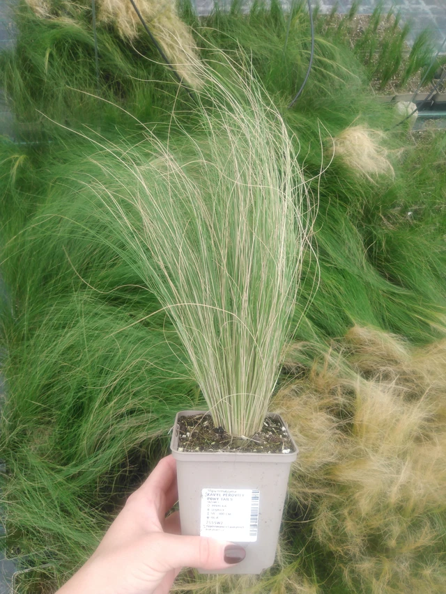 Kavyl péřovitý Pony Tails - 2024