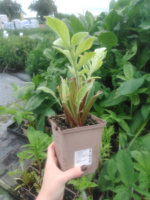 Kirahvinkukka - 2024