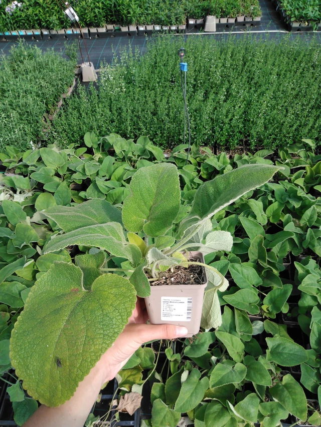 Phlomis Russeliana - 2024